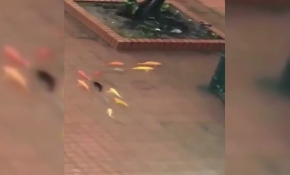 Çin’de sokakları balıklar bastı