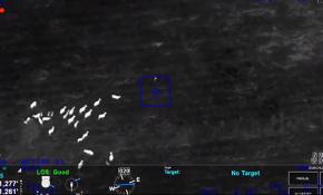 Florida'da polisten kaçmaya çalışan hırsızı inek sürüsü kovaladı