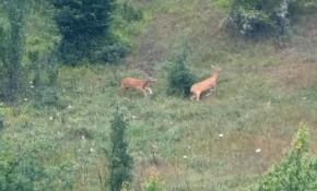 Karacaların oyunu kamerada