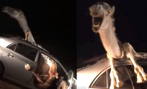 Araba çarpan devenin korku dolu anları