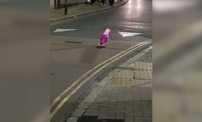 Pembe martı 'Pinky' İngiltere sokaklarında geziyor