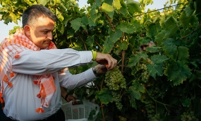 Bakan Pakdemirli asmadan üzüm kesti