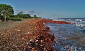 Kışlık odunlarını denizden topluyorlar
