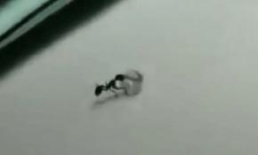 Elmas hırsızı karınca kameraya yakalandı