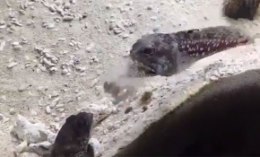 Akvaryumda yaşayan 2 balığın kavgası