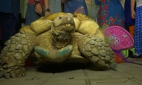 Kaplumbağa Julie'nin 50'nci yaş günü partisi