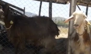 Amatör kulüp 18 futbolcusunu satıp keçi aldı