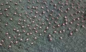 Burdur Yarışlı Gölü'nde flamingo yoğunluğu