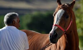 Milyonluk atlara özenle bakıyor