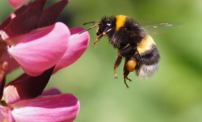 Sarı çizgili yaban arılarının genomu araştırılıyor
