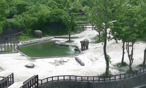 Fil yavrusu suya düşünce ailesi telaşlandı