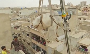 Çatıda beslediği kurbanlıkları vinç yardımıyla indiriyor