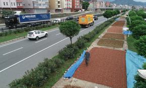 Trabzon sahil yolu fındıkla renklendi