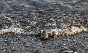 Mersin'de yavru caretta carettalar denizle buluşuyor