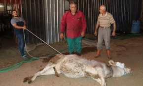 Tecrübeli kasap kurban yatırma tekniğini anlattı