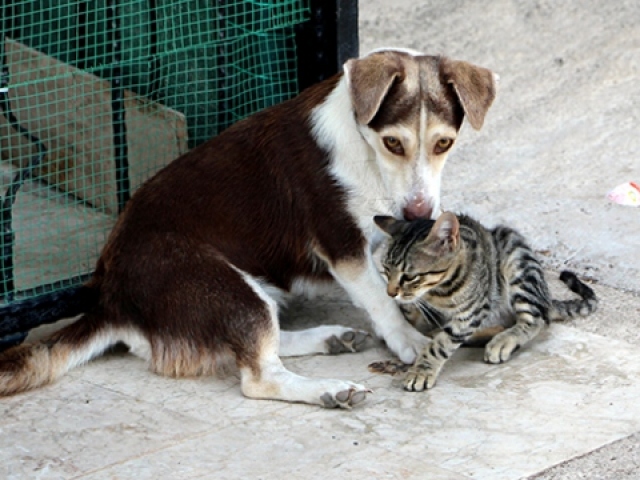 Yavru kediye annelik yapan köpek görenleri şaşırtıyor