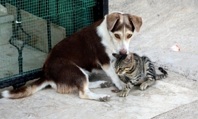 Yavru kediye annelik yapan köpek görenleri şaşırtıyor