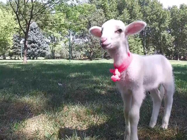 Satın aldığı kuzuya evladı gibi davranıyor