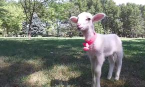 Satın aldığı kuzuya evladı gibi davranıyor