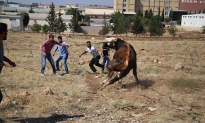 Kaçan kurbanlıklar zor anlar yaşattı