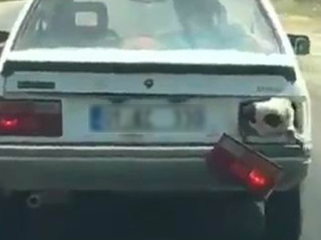 Bagajda taşınan koyunun nefes alması için ilginç çözüm