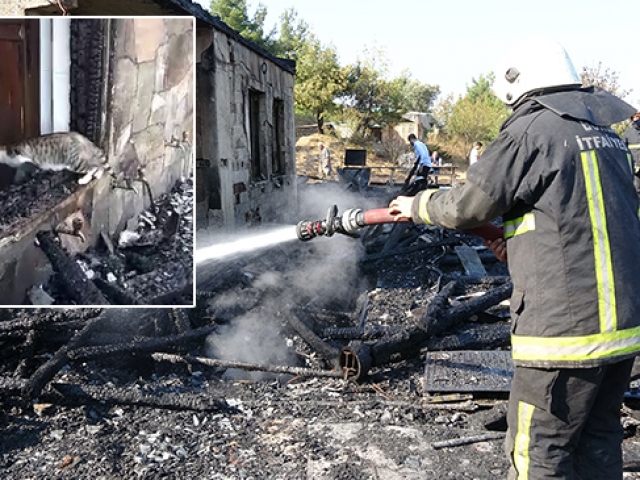 Anne kedi, yavruları için yanan binanın önünden ayrılmadı
