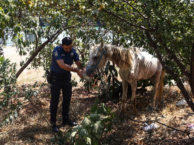 Adana'da susuz ve aç bırakılan yaralı at tedaviye alındı