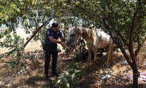 Adana'da susuz ve aç bırakılan yaralı at tedaviye alındı