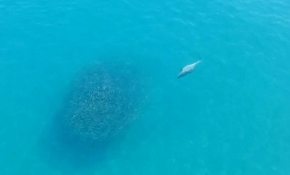 Drone görüntüsüyle yunusların balık kovalamacası