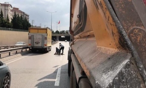 Yaralı köpek için tırını siper etti