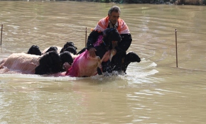 Denizli'nin 8 asırlık "Sudan Koyun Geçirme Yarışması"