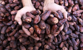 Türk hacıların vazgeçilmezi Medine hurması