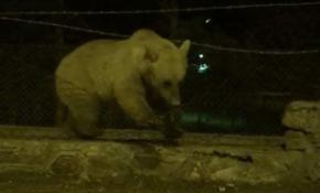 Sarıkamış'ta bir ayı tel örgüyü ustalıkla aştı