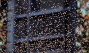 Times Meydanı'nı arılar istila etti