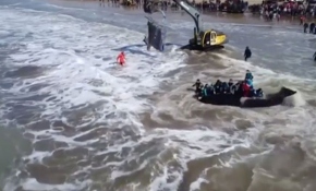 Arjantin kıyılarına vuran katil balinalar kurtarıldı