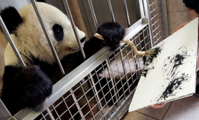 Viyana Hayvanat Bahçesi'nin sanatçı pandası "Yang Yang"