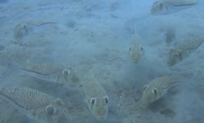 Akdeniz'de balon balığı alarmı