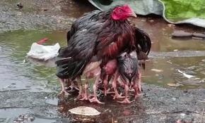 Yavrularını yağmurdan koruyan tavuk fenomen oldu