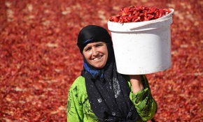 Tarladan sofraya pul biberin renk ve emek yüklü yolculuğu