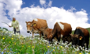 Karadeniz yaylalarında bulutların üzerinde yaşam