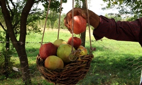 Yoldan geçenlere "göz hakkı sepeti" ile meyve ikramı