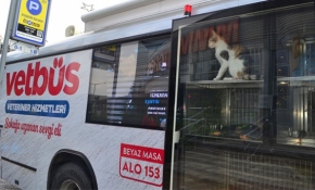 İstanbul'da Vetbüsler ile sokak hayvanlarına klinik hizmeti