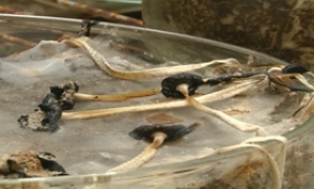 Plastik yiyen mantar türü çevre kirliliğine çare olabilir