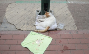 Bursa esnafından ilginç deney: Mama masrafları için kediyi dilendirdiler