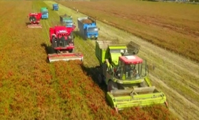 Çin'in kuzeybatısında verimli biber hasadı