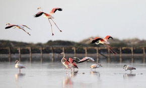 Tunus sahillerinde flamingoların etkileyici dansı
