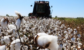 Antalyalılar 'beyaz altın' hasadına başladı