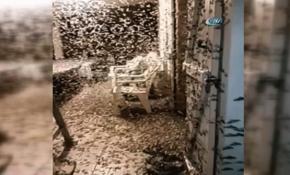 Şehri kelebekler istila etti