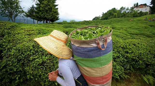 Türk çayında en fazla ihracat Almanya'ya