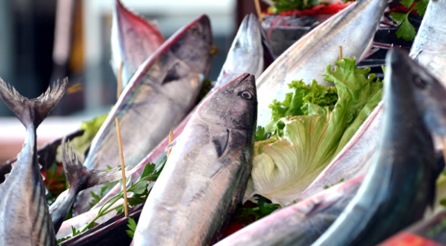 Karadeniz'de palamut bolluğu yaşanıyor